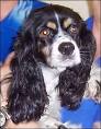 Animal Rescue New Orleans : News : One Homeless Dog, Two Rescue ...