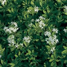 Image result for Galium odoratum