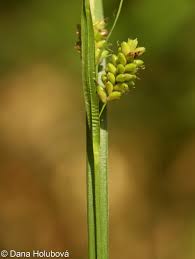 Attēlu rezultāti vaicājumam “Carex pallescens”
