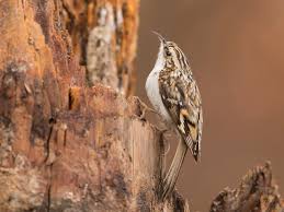 Attēlu rezultāti vaicājumam “Certhia familiaris adult”