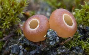 Attēlu rezultāti vaicājumam “Ciboria amentacea”