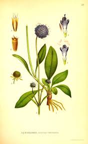 Attēlu rezultāti vaicājumam “Succisa pratensis leaf”