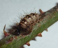 Attēlu rezultāti vaicājumam “Acronicta rumicis larva”