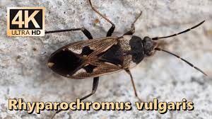 Image result for Rhyparochromus
