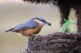 Attēlu rezultāti vaicājumam “Sitta europaea nest”