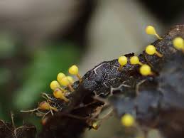 Attēlu rezultāti vaicājumam “Craterium aureum”