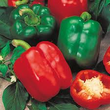 Image result for Paprika