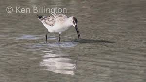 Attēlu rezultāti vaicājumam “Calidris ferruginea”