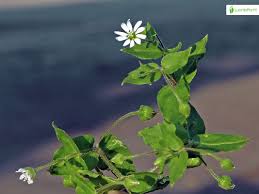 Attēlu rezultāti vaicājumam “Myosoton aquaticum flower”