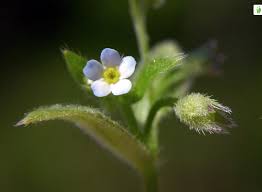 Attēlu rezultāti vaicājumam “Myosotis sparsiflora leaf”