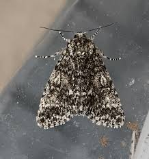 Attēlu rezultāti vaicājumam “Acronicta megacephala”