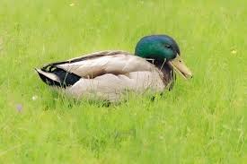 Attēlu rezultāti vaicājumam “Anas platyrhynchos eggs”