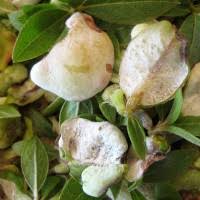 Attēlu rezultāti vaicājumam “Exobasidiales”