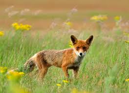Attēlu rezultāti vaicājumam “Vulpes vulpes  juvenile”