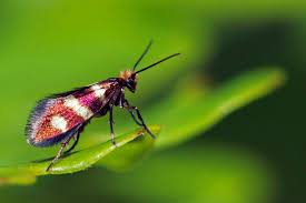 Attēlu rezultāti vaicājumam “Micropterix aureatella”