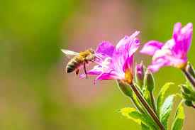 Attēlu rezultāti vaicājumam “Epilobium hirsutum flower”