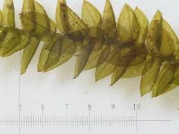 Attēlu rezultāti vaicājumam “Platyhypnidium riparioides”