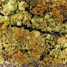 Attēlu rezultāti vaicājumam “Trapeliopsis granulosa”