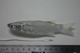 Image result for Crenimugil seheli