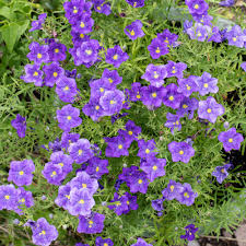 Image result for Nierembergia