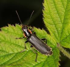Attēlu rezultāti vaicājumam “Cantharis obscura”