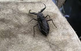 Attēlu rezultāti vaicājumam “Nepa cinerea”