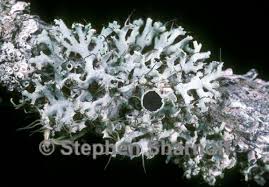 Attēlu rezultāti vaicājumam “Physcia tenella”