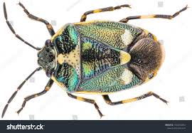 Attēlu rezultāti vaicājumam “Eurydema oleracea”