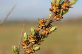 Attēlu rezultāti vaicājumam “Hippophae rhamnoides male flower”