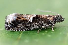 Attēlu rezultāti vaicājumam “Epinotia immundana”