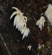 Attēlu rezultāti vaicājumam “Mucronella”