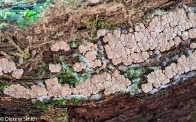 Attēlu rezultāti vaicājumam “Xylobolus frustulatus”