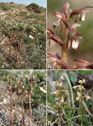 Attēlu rezultāti vaicājumam “Corallorhiza trifida”