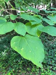 Attēlu rezultāti vaicājumam “Catalpa ovata leaf”