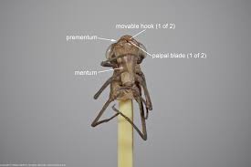 Attēlu rezultāti vaicājumam “Aeshnidae”