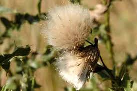 Attēlu rezultāti vaicājumam “Cirsium arvense fruit”