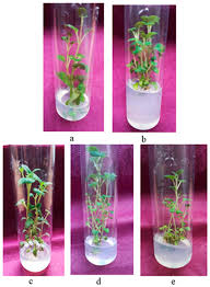 Attēlu rezultāti vaicājumam “Clinopodium vulgare fruit”