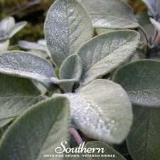 Image result for Salvia officinalis