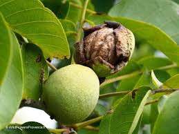 Attēlu rezultāti vaicājumam “Juglans regia”