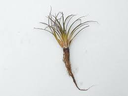 Attēlu rezultāti vaicājumam “Isoetes lacustris leaf”