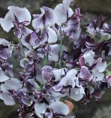 Attēlu rezultāti vaicājumam “Lathyrus tuberosus flower”