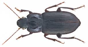 Attēlu rezultāti vaicājumam “Harpalus sp.”
