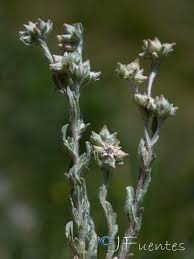 Attēlu rezultāti vaicājumam “Filago arvensis”