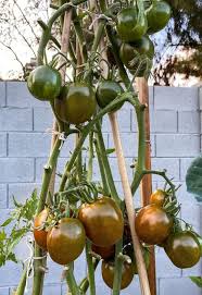 Afbeeldingsresultaat voor debarro black tomato