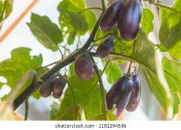 Afbeeldingsresultaat voor slim jim eggplant