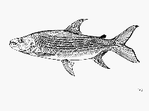 Image result for Goliath Tigerfish