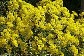 Attēlu rezultāti vaicājumam “Isatis tinctoria”