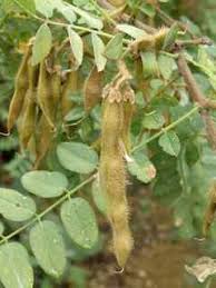 Attēlu rezultāti vaicājumam “Robinia neomexicana”