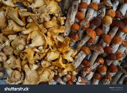 Attēlu rezultāti vaicājumam “Leccinum vulpinum”