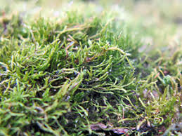 Attēlu rezultāti vaicājumam “Leskea polycarpa macro”